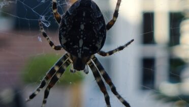 De foto voor 'De Bestuurssecretaris: De Spin in het Web van elke organisatie' op slide 3 van het blog overzicht